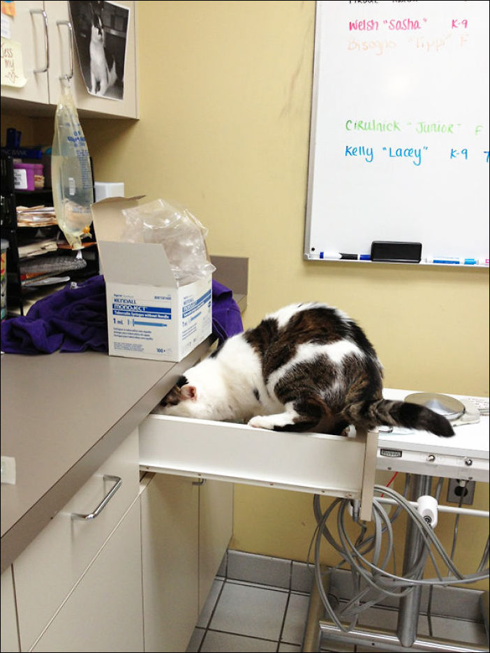 Кот у ветеринара