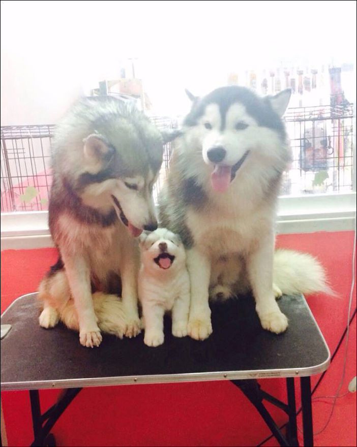 Собаки и их щенки