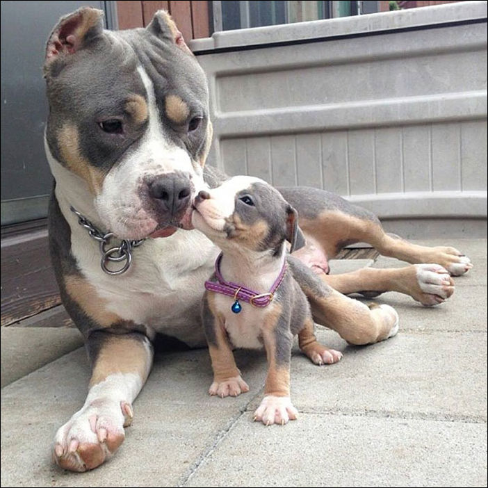 Собаки и их щенки