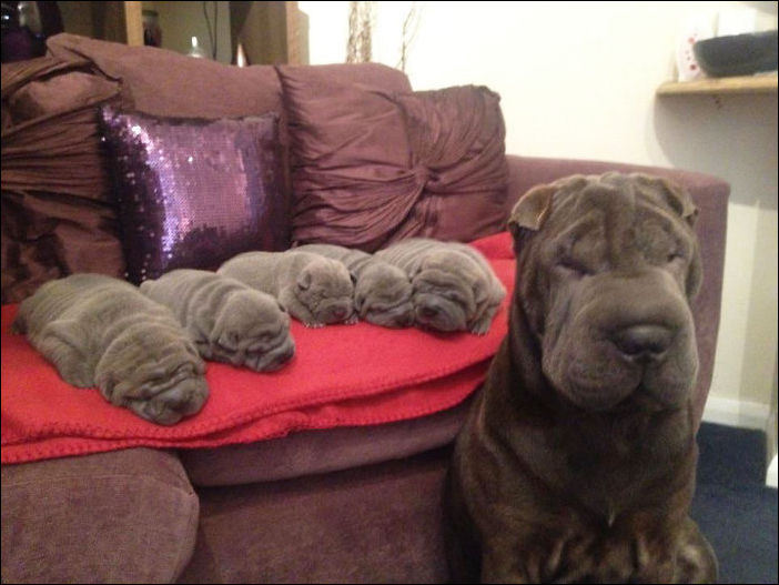 Собаки и их щенки