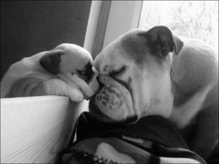 Собаки и их щенки