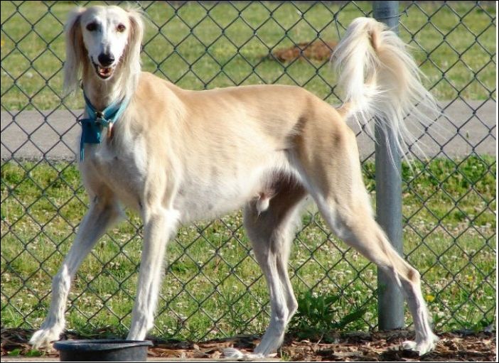 Как изменились собаки за последние 100 лет