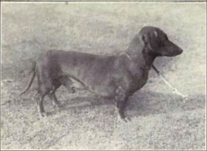 Как изменились собаки за последние 100 лет