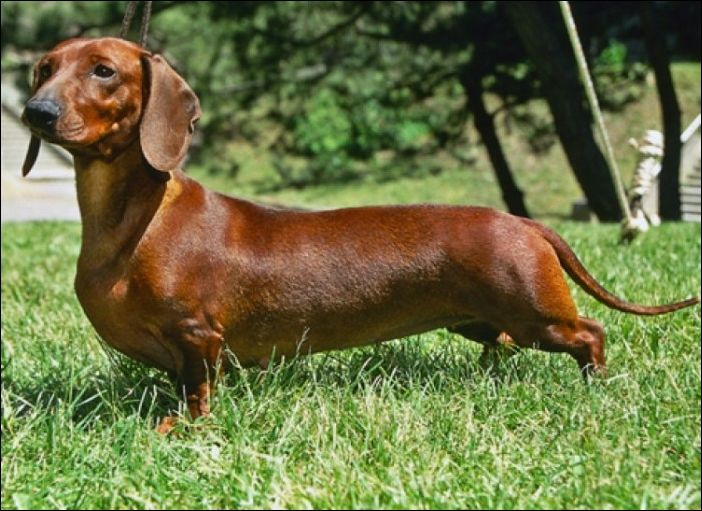 Как изменились собаки за последние 100 лет