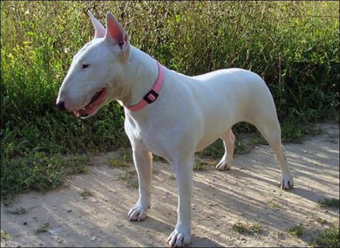 Как изменились собаки за последние 100 лет