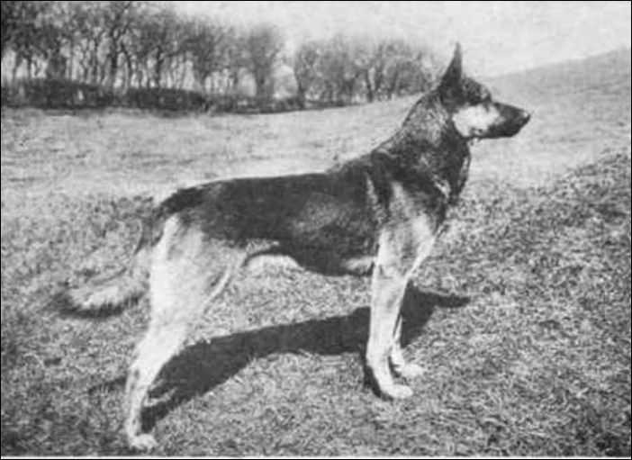 Как изменились собаки за последние 100 лет