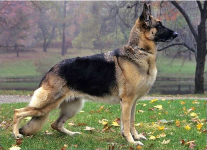 Как изменились собаки за последние 100 лет