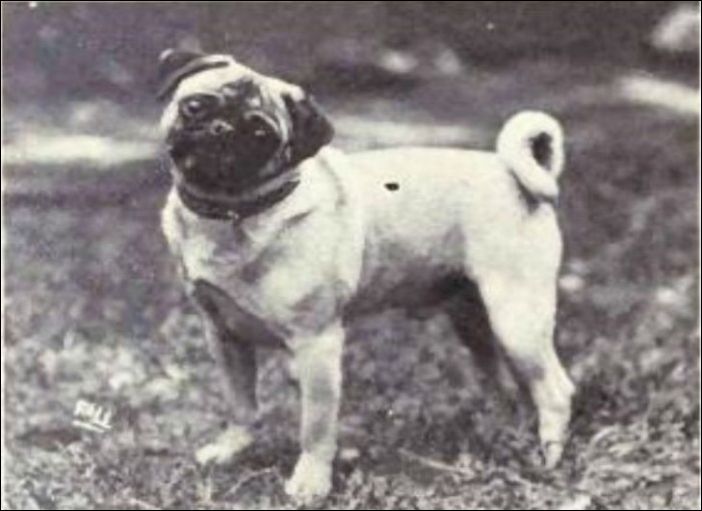 Как изменились собаки за последние 100 лет