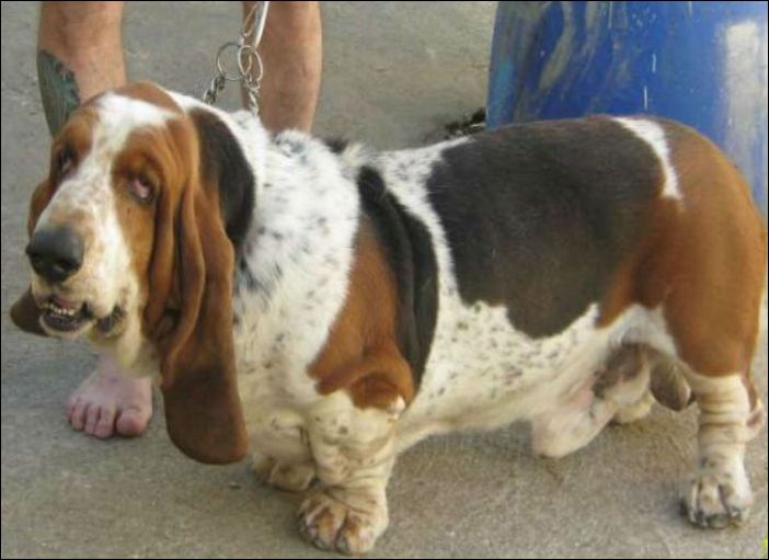 Как изменились собаки за последние 100 лет