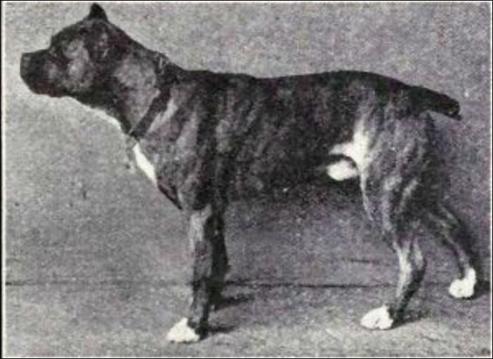 Как изменились собаки за последние 100 лет