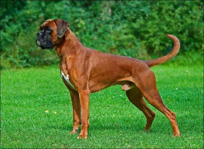 Как изменились собаки за последние 100 лет