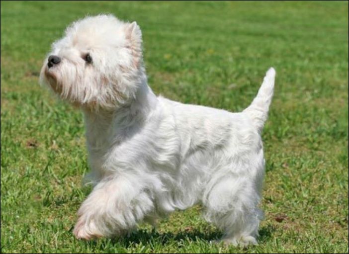 Как изменились собаки за последние 100 лет