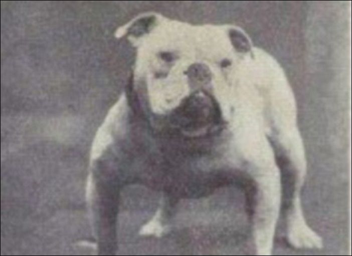 Как изменились собаки за последние 100 лет