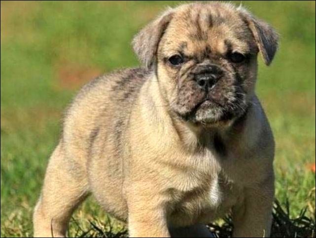 Скрещивание собак разных пород