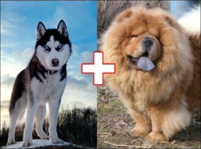 Скрещивание собак разных пород