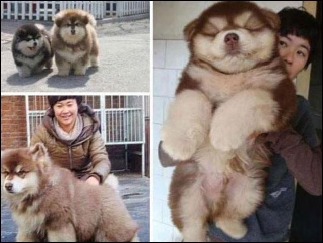 Скрещивание собак разных пород