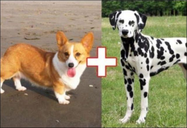 Скрещивание собак разных пород