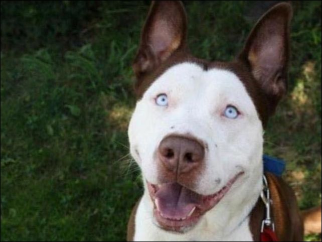 Скрещивание собак разных пород