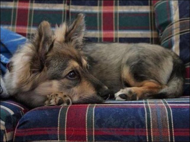 Скрещивание собак разных пород