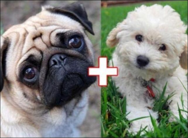 Скрещивание собак разных пород