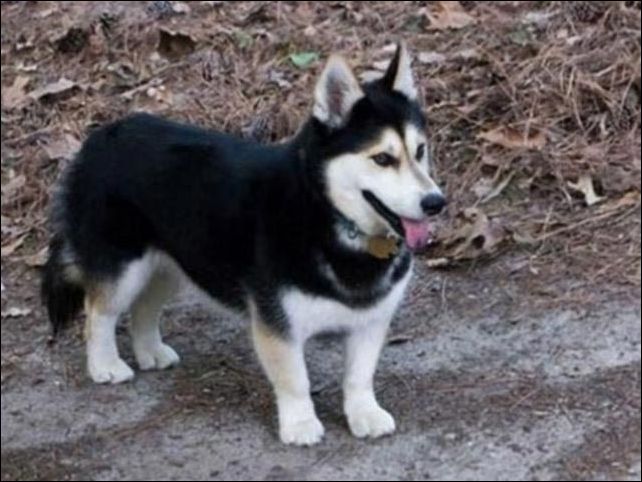 Скрещивание собак разных пород