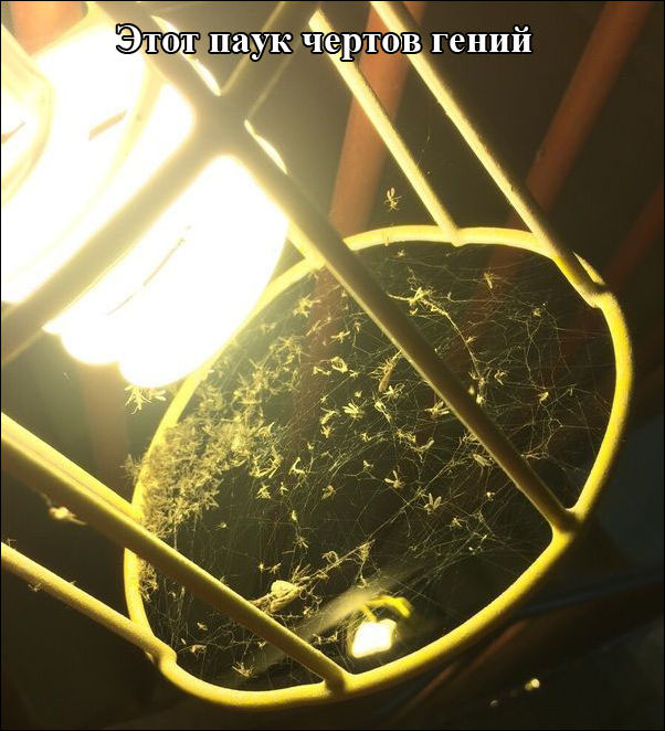 Фото-приколы