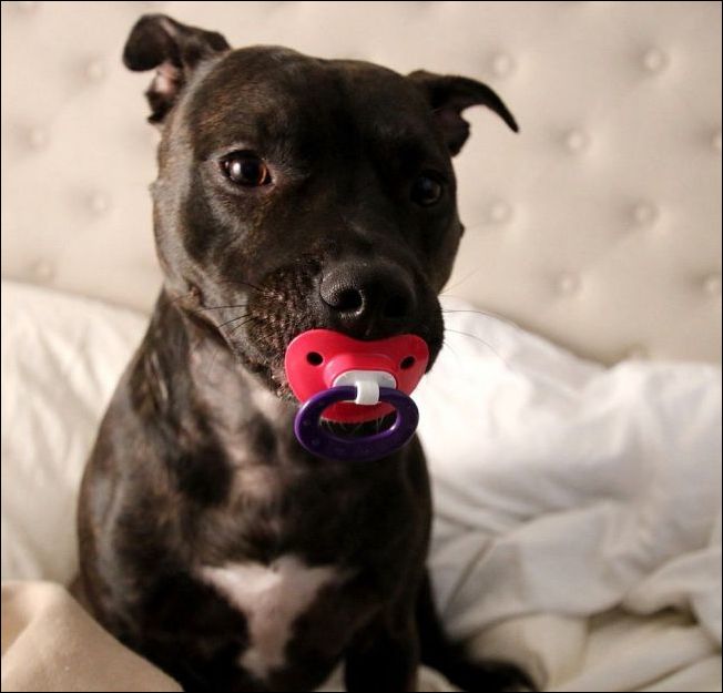 Фото-приколы