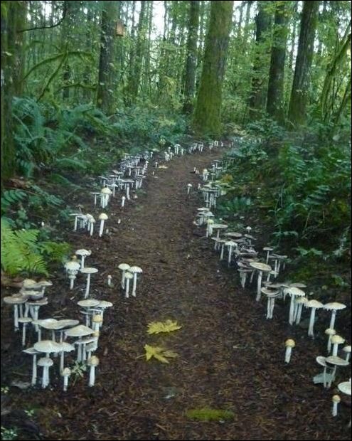 Фото-приколы