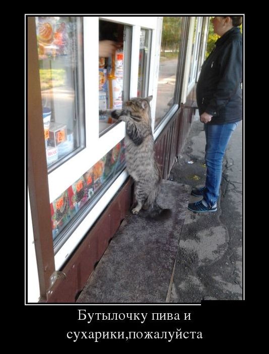 демотиваторы