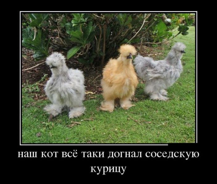 демотиваторы