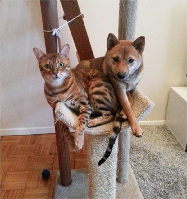 собаки ведут себя как коты