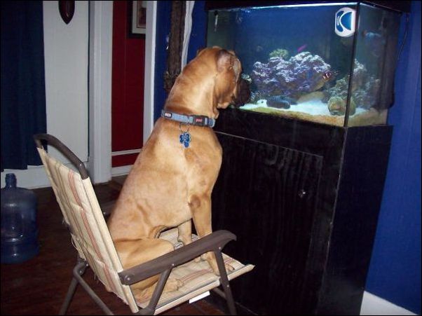 собаки ведут себя как коты