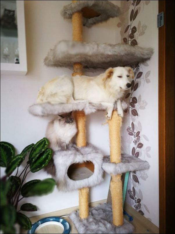 собаки ведут себя как коты