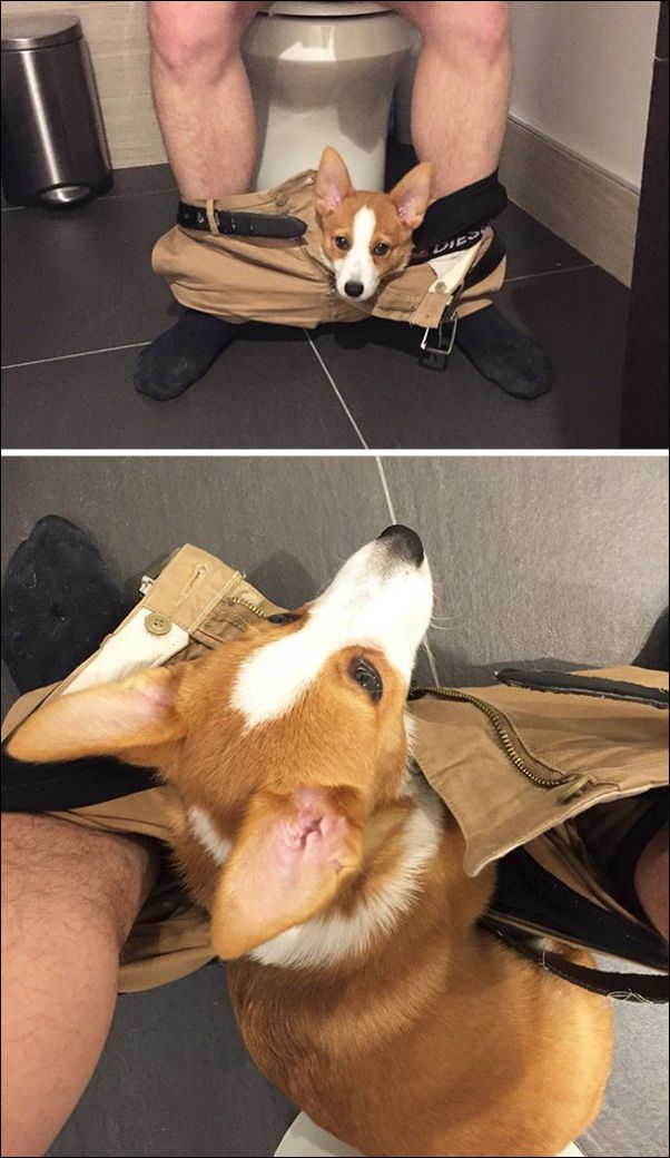 собаки ведут себя как коты