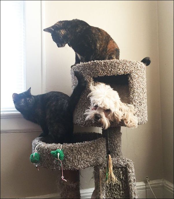 собаки ведут себя как коты