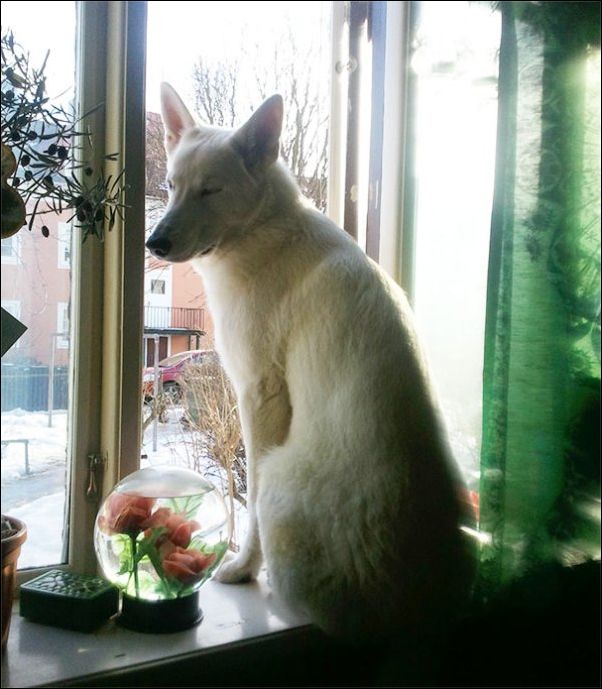 собаки ведут себя как коты