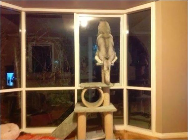 собаки ведут себя как коты