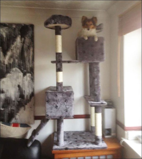 собаки ведут себя как коты