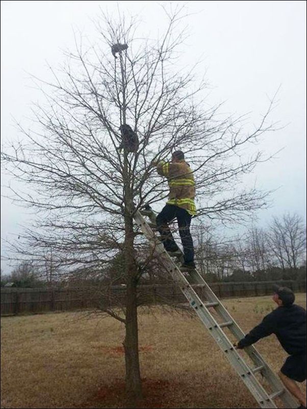 собаки ведут себя как коты