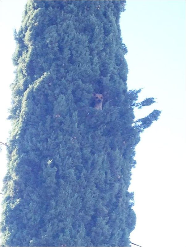 собаки ведут себя как коты