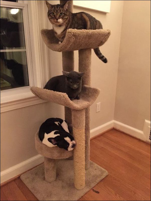 собаки ведут себя как коты