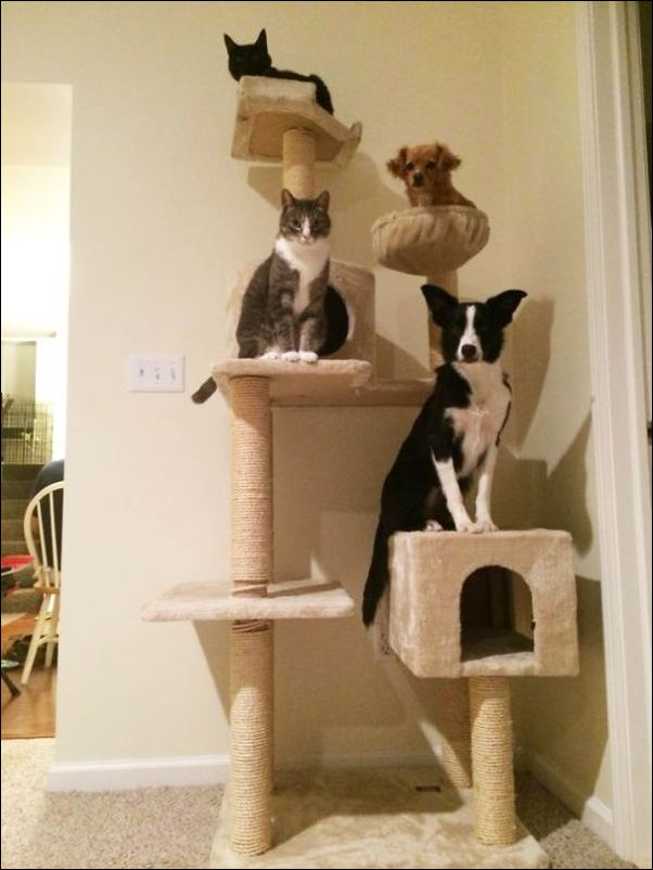 собаки ведут себя как коты