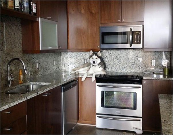 собаки ведут себя как коты