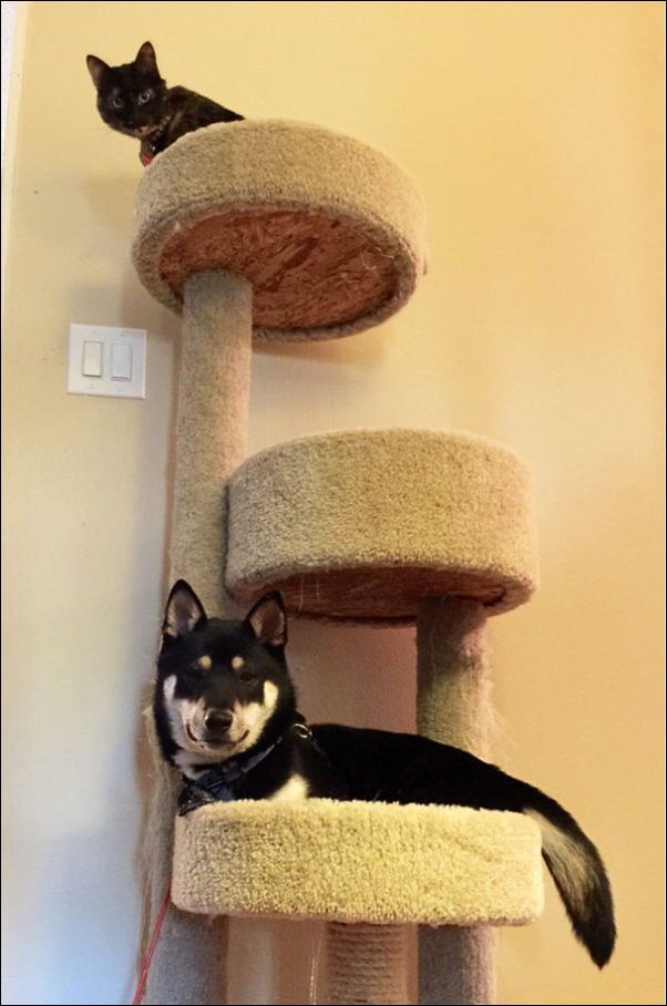 собаки ведут себя как коты