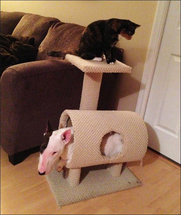 собаки ведут себя как коты