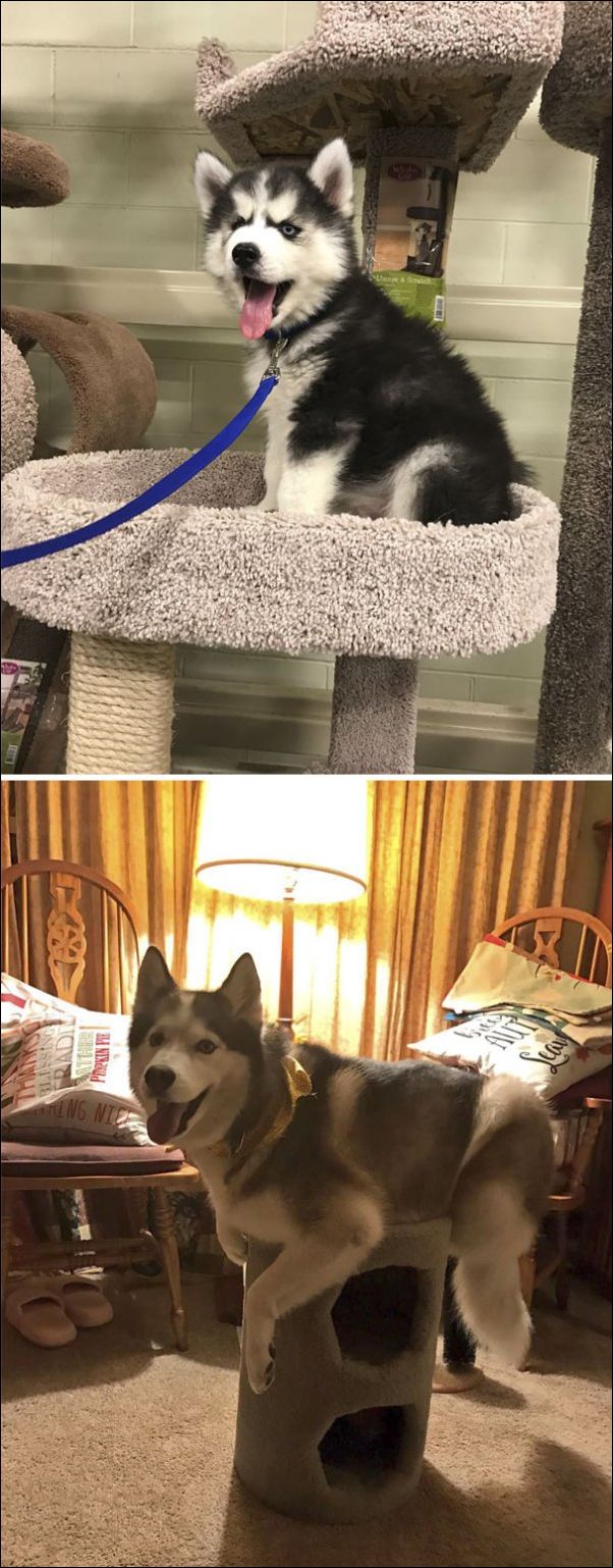 собаки ведут себя как коты