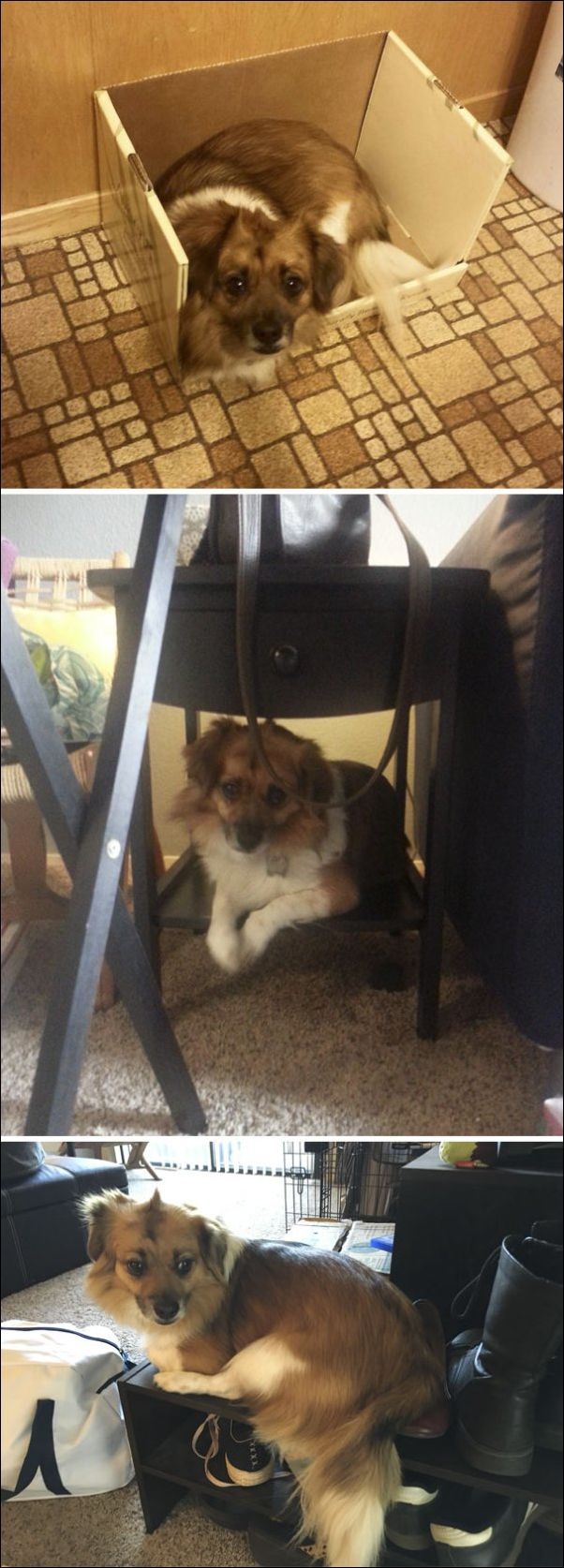 собаки ведут себя как коты