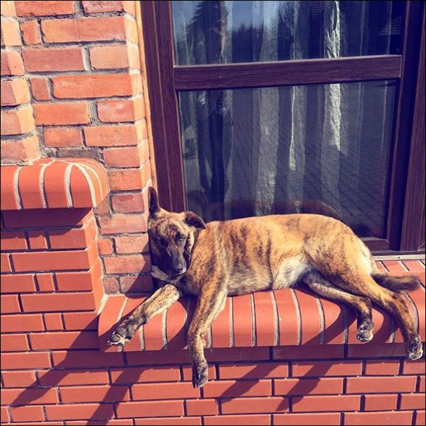 собаки ведут себя как коты