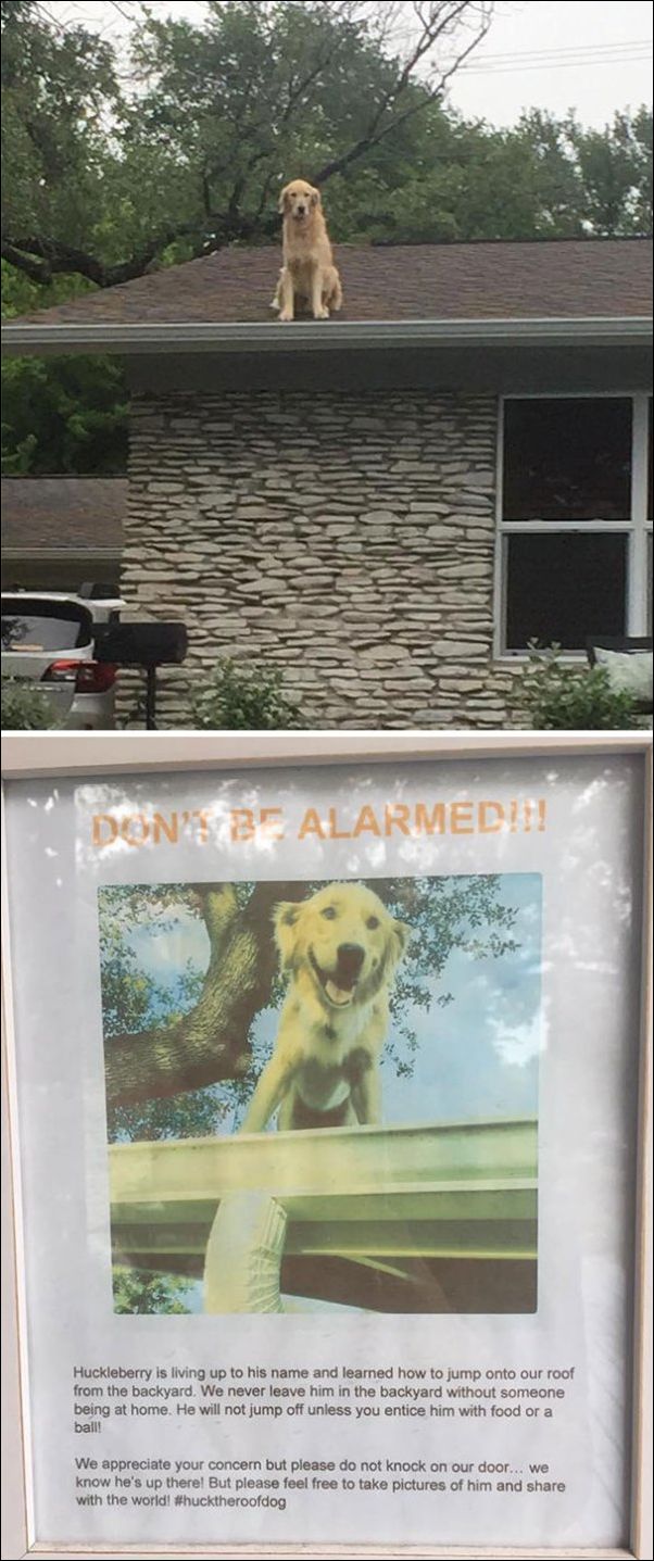 собаки ведут себя как коты