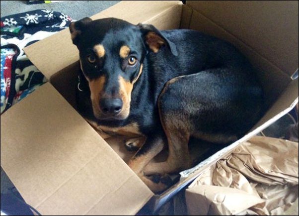 собаки ведут себя как коты